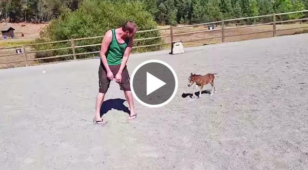 This Baby Miniature Horse Is The Most Adorable Creature You'll Ever Lay Eyes On!