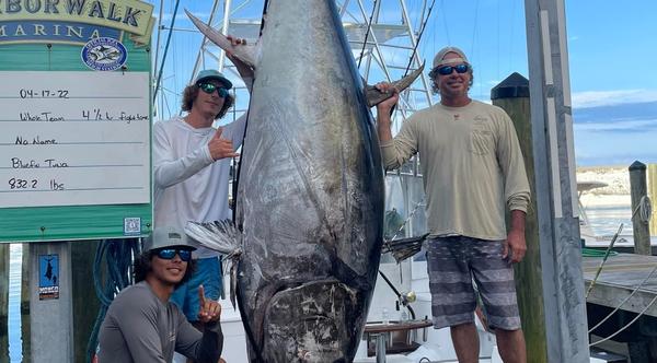 Fishermen Catch Heaviest Bluefin Tuna Ever Caught Off The Florida Coast