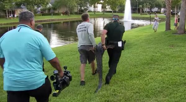 8-Foot Gator Euthanized After Seriously Injuring Woman Walking Dog