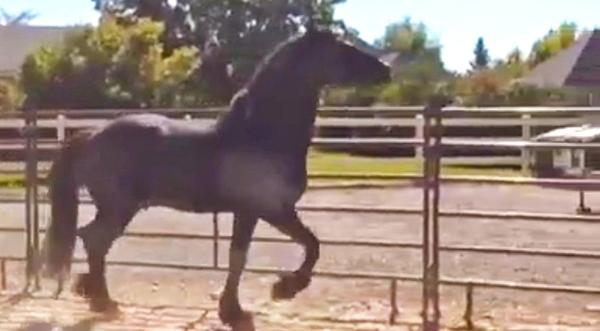 Horse Spots His Owner Across The Pen & Takes Off Galloping