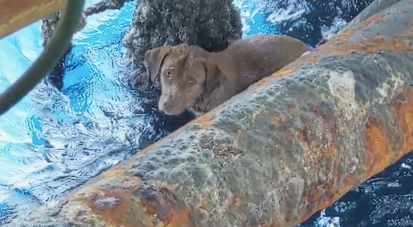 Dog Who Swims 100+ Miles Out To Sea Is Rescued By Oil Rig Workers