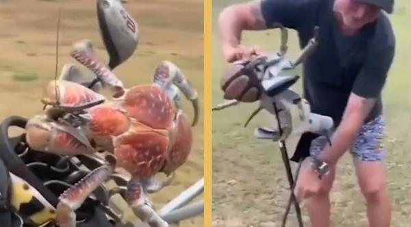 3ft Crab Steals Golfer’s Clubs, Snaps One In Half