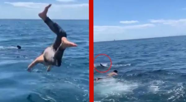 Man Dives Into Ocean To Touch "Harmless Shark" - Turns Out It's A Great White