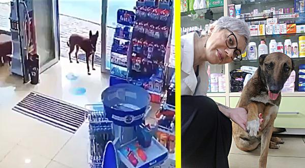 Stray Dog Walks Into Pharmacy, Shows Bleeding Paw, Pharmacist Treats Her