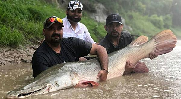 50-Year-Old, 200-Pound Alligator Gar Caught In Texas
