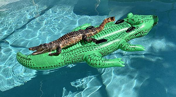 Alligator Spotted Lounging On Gator-Shaped Pool Floaty