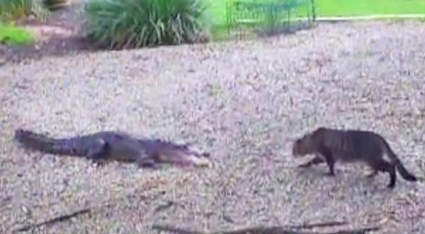 Watch What Happens When Small House Cat Fights Gator