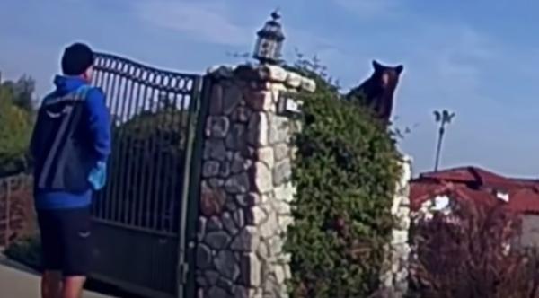 Amazon Delivery Man Encounters Black Bear – Home Security Footage