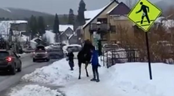 Moose Rears Back And Kicks At Woman After She Pets It In Colorado