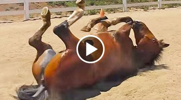 Archy The Farting Horse? This Is Hysterical