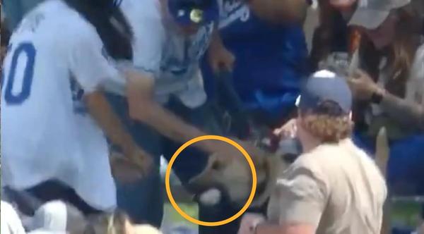 Dog Catches Home Run Ball During Dodgers Vs Royals Game