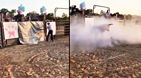 Bucking Bull Steals The Show In Unusual Rodeo Gender Reveal