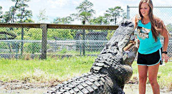 She Dangles Raw Meat Just Feet From Monster Gator – Keep Your Eyes On Her Hand
