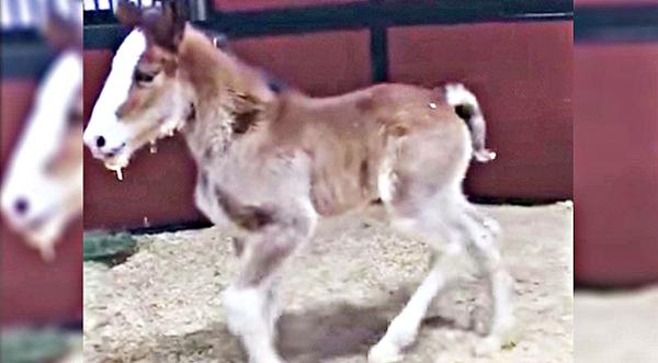 Budweiser Welcomes First Baby Clydesdale Of The Year