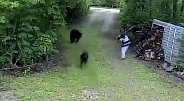 Bear Shoves Lady Over After She Tries To Fight It With A Giant Stick