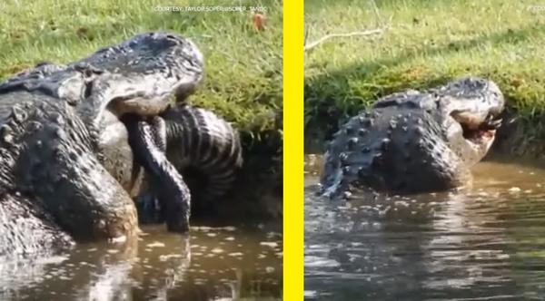 Mega Gator Cannibalizes A 6-Foot Alligator In Gruesome Video