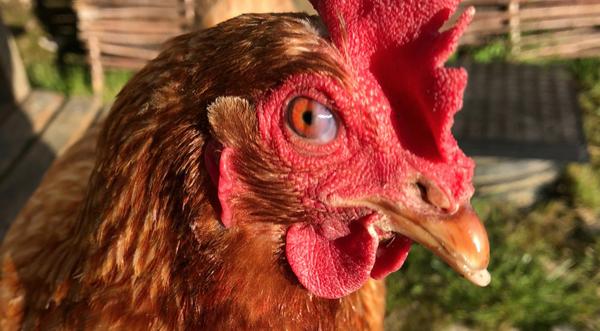 CDC Warns To Stop Kissing…Chickens