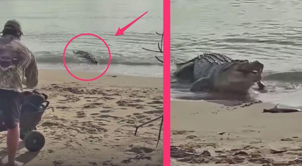 Crocodile Eats Shark Whole While Woman Films Encounter