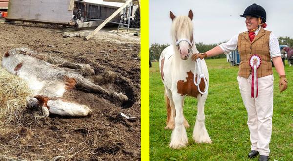 Horse Believed To Be “Dead” From Neglect Makes “Unexpected” Transformation