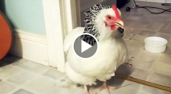 Who Knew A Chicken Sneeze Was The Funniest Noise EVER?!