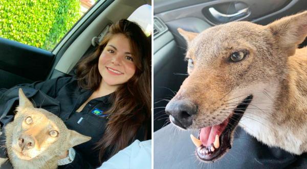 Woman In Mexico Finds Out The Dog She Rescued Is Actually A Coyote
