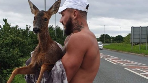 Man Strips Down To Boxers To Save Baby Deer From Drowning In Freezing Water