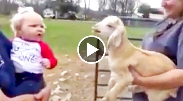 Baby Girl Perfectly Mimics Little Goat, And It's Hysterical