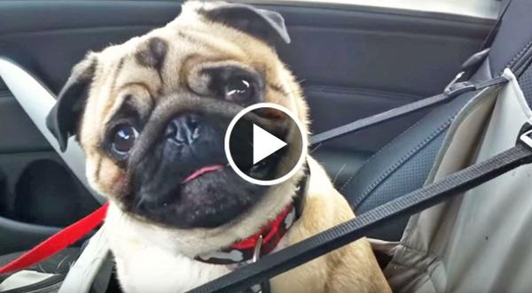 This Adorable Pug LOSES IT When He Finds Out Where He's Going (WATCH)