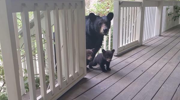 Wild Bear Visiting Man On A Regular Basis Brings Cubs