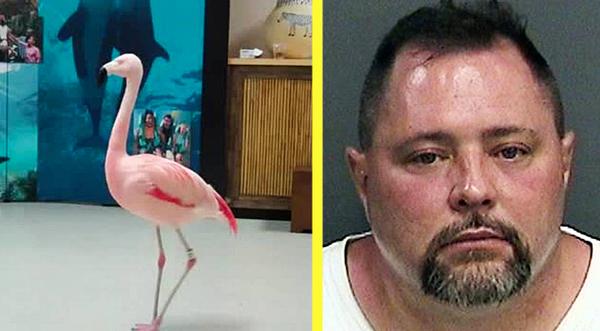 Man Who Beat Dancing Flamingo To Death Hit & Killed By Truck