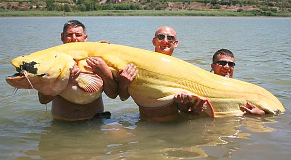 8-Foot Albino Catfish Enters World Record Books - Photos Are Insane