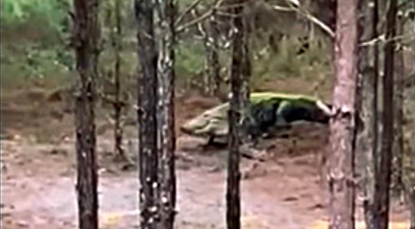 Deer Hunter Films Gigantic Gator Crawling Under His Stand