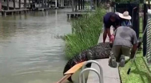 Texas Father Saved 4-Year-Old Daughter From A Gator Attack