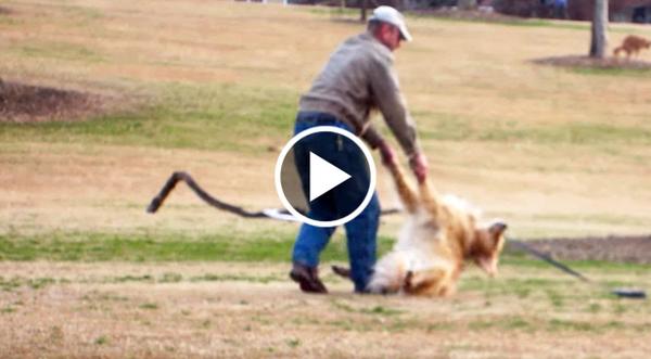 Park Goers In Tears As Dog Refuses To Leave With His Owner