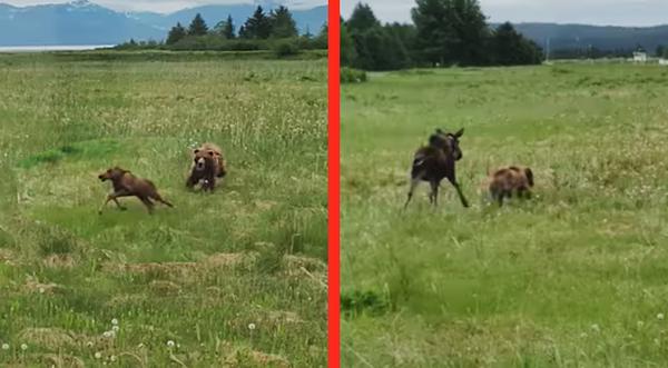 Mama Moose Fights Off Bear Trying To Get Her Baby