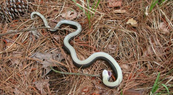 Watch Out For "Zombie Snakes" Playing Dead In North Carolina