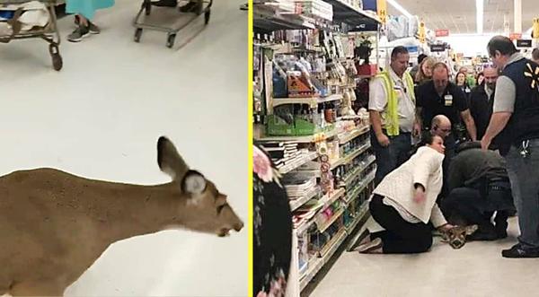 Deer Walked Into Walmart To Escape Cold Weather, Customer Tackled It