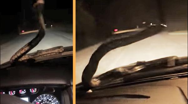 Video Goes Viral After Huge Snake Traps Man Inside Truck