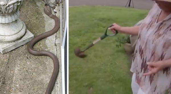 73-Year-Old Great-Grandmother Kills 4.5ft Cobra With 2ft Shovel