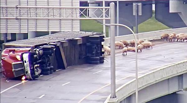 BREAKING NEWS: Truck Flips Over On Interstate Killing 100 Pigs - Here's What We Know