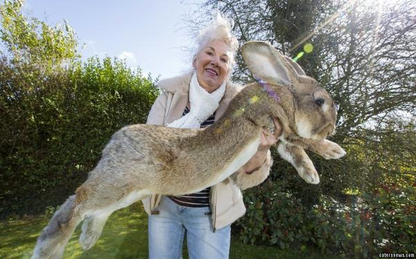 The Largest Rabbit On The Planet Weighs 49 LBS & Is Over 4 Feet Long