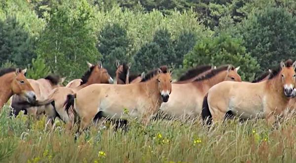 The Last Wild Horse Breed Left: The Nearly-Extinct Przewalski Horse