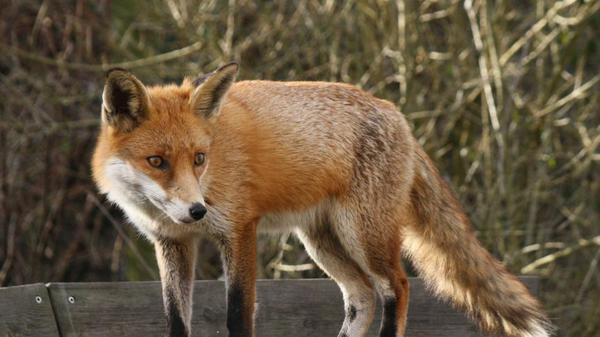 79-Year-Old Man Attacked By Foxes, Fights Them Off With A Cane