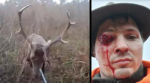 Video: Red Stag Charges & Gores Hunter During Deer Drive