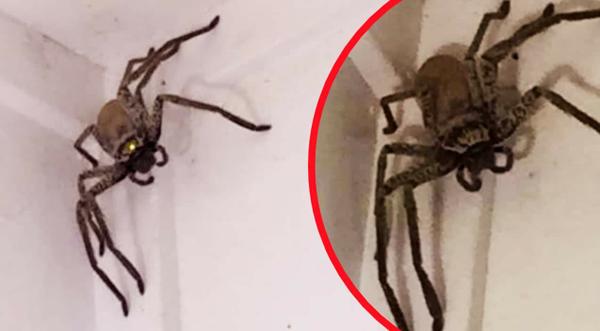 Woman In Tasmania Discovers Huntsman Spider On Living Room Ceiling