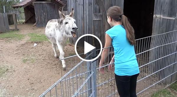 Donkey Spots His Owner Across The Pen And Does The Unthinkable