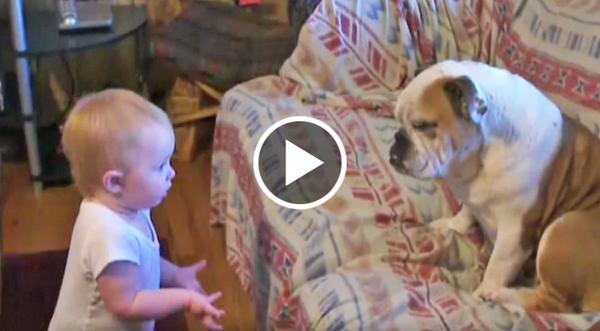 Baby Girl Passionately Argues With Bulldog Bestie