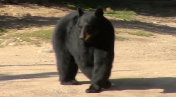 Woman Killed By Black Bear In Colorado