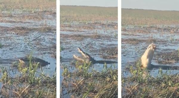 Florida Gator Smokes From Mouth After Snatching Drone From Sky