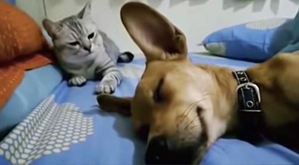 After Sleeping Dog Farts Cat Smacks Him On The Head
